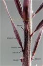   Spikelets with callus and short pedicels
